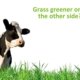 A black and white cow stands behind tall green grass, looking to the side. Green text above reads, Grass greener on the other side? on a white background.