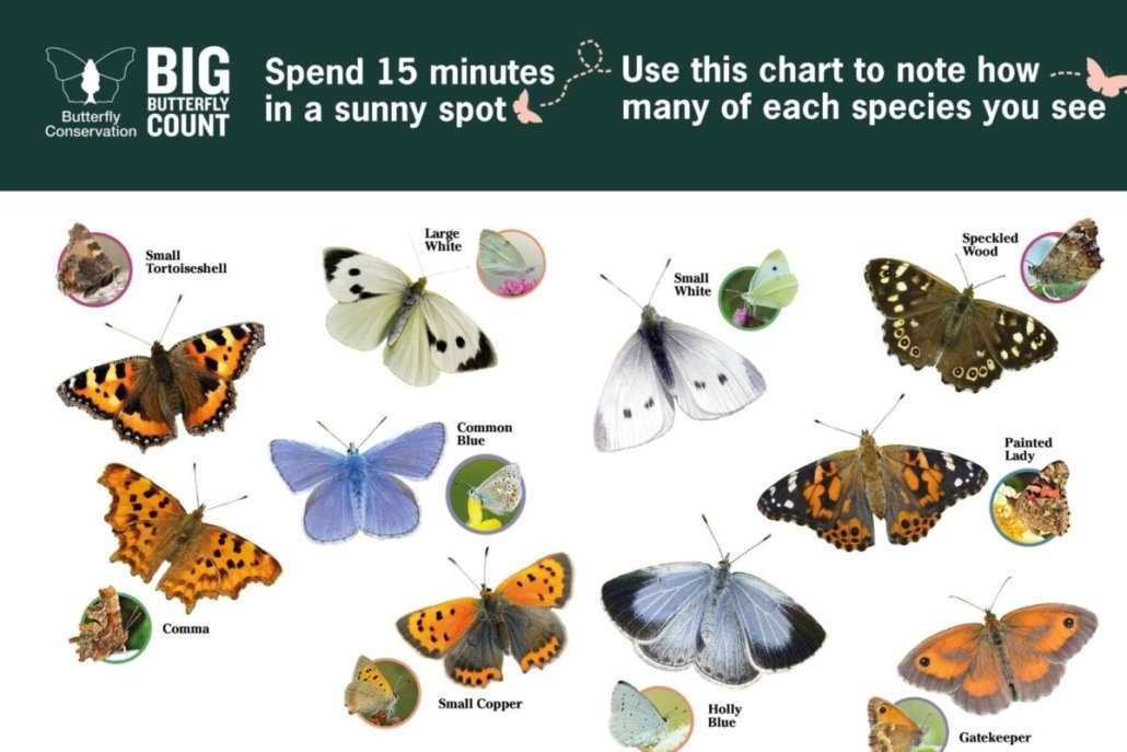 butterflyweek
